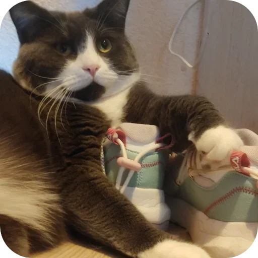 🐱 Стикер «Тефтель» для Telegram
