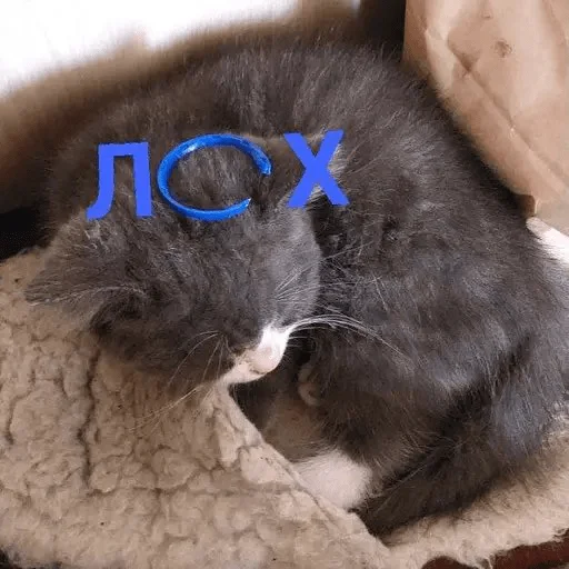 🤣 Стикер «Тефтель» для Telegram