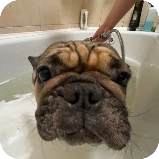 🐶 Стикер «кинню тейси» для Telegram