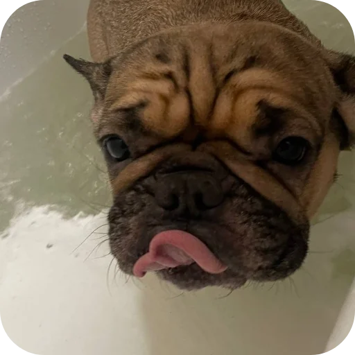 🐶 Стикер «кинню тейси» для Telegram
