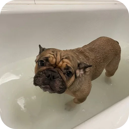 🐶 Стикер «кинню тейси» для Telegram