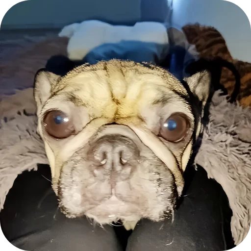 🐶 Стикер «кинню тейси» для Telegram
