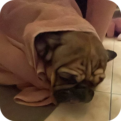 🐱 Стикер «кинню тейси» для Telegram