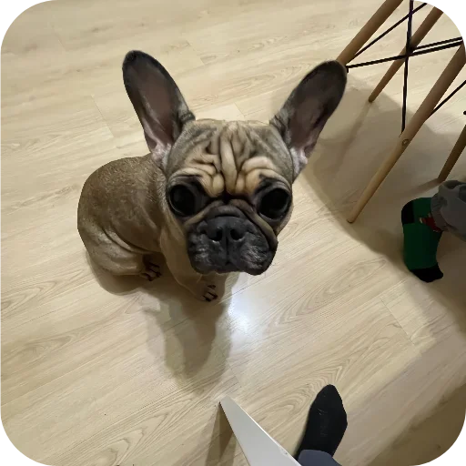 🐶 Стикер «кинню тейси» для Telegram
