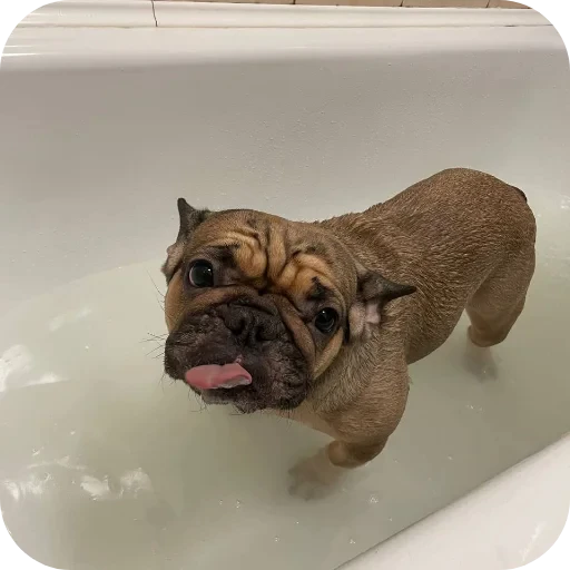 🐶 Стикер «кинню тейси» для Telegram