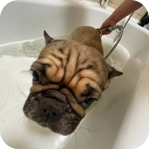 🐱 Стикер «кинню тейси» для Telegram