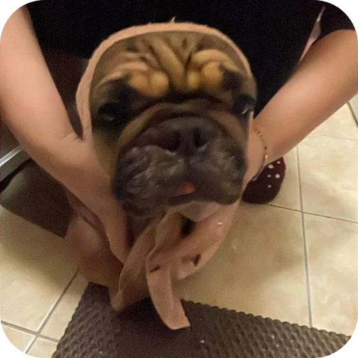 🐶 Стикер «кинню тейси» для Telegram