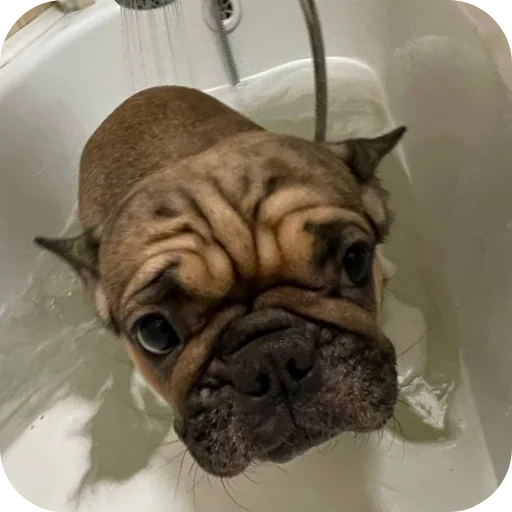 🐶 Стикер «кинню тейси» для Telegram