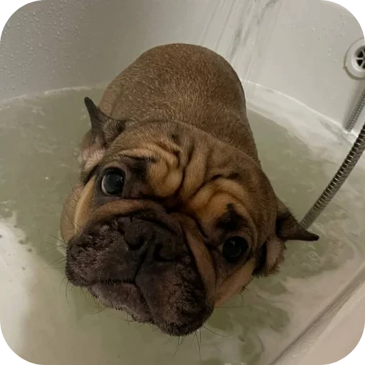 🐶 Стикер «кинню тейси» для Telegram