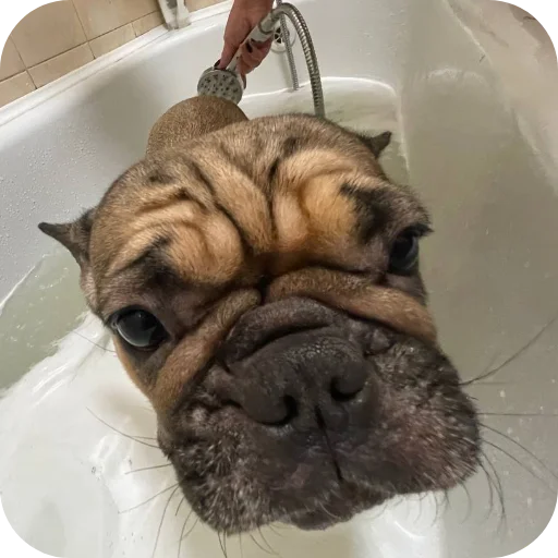 🐶 Стикер «кинню тейси» для Telegram