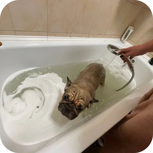🚰 Стикер «кинню тейси» для Telegram