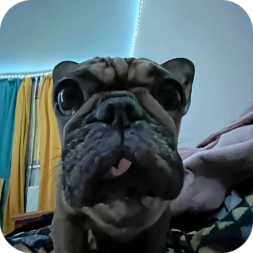 🐶 Стикер «кинню тейси» для Telegram