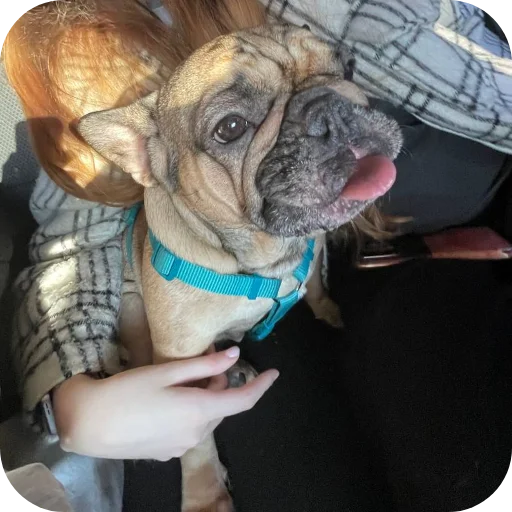 🐶 Стикер «кинню тейси» для Telegram