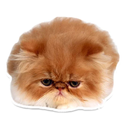 🤓 Стикер «Pets» для Telegram