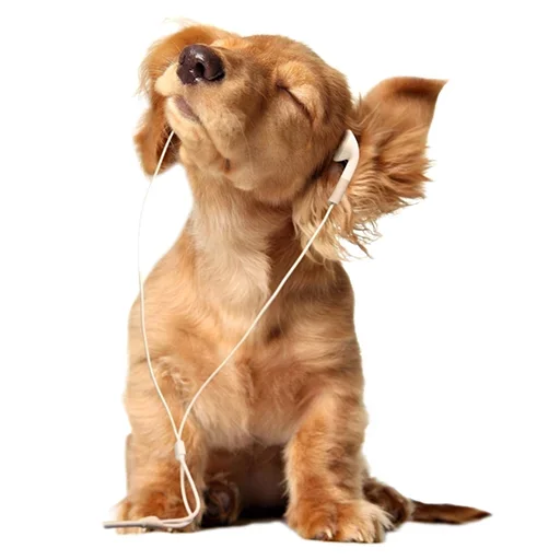 😩 Стикер «Pets» для Telegram
