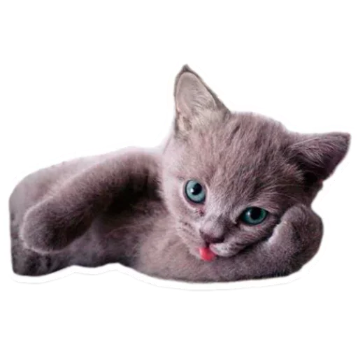😡 Стикер «Pets» для Telegram