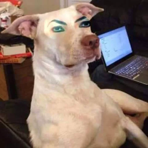 🐶 Стикер «telexorros» для Telegram