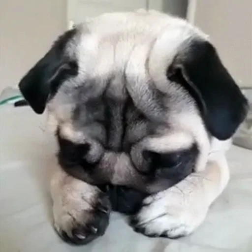 🐶 Стикер «telexorros» для Telegram