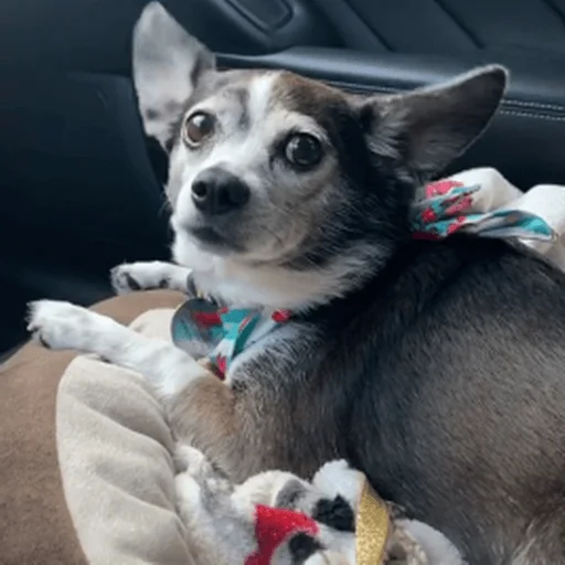 🐶 Стикер «telexorros» для Telegram