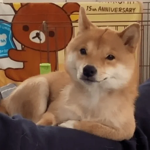 🐶 Стикер «telexorros» для Telegram