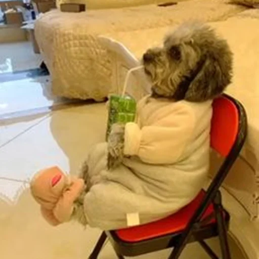 🐶 Стикер «telexorros» для Telegram