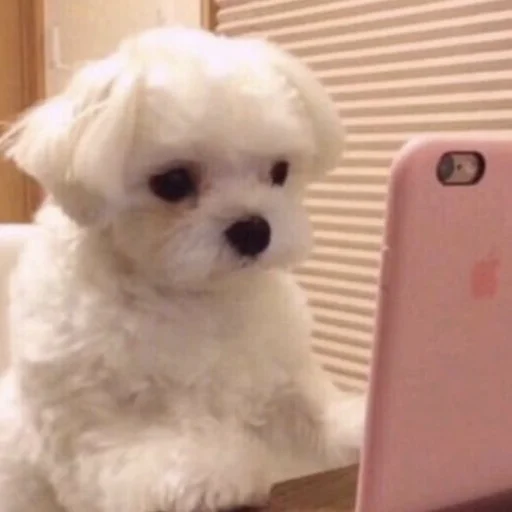 🐶 Стикер «telexorros» для Telegram