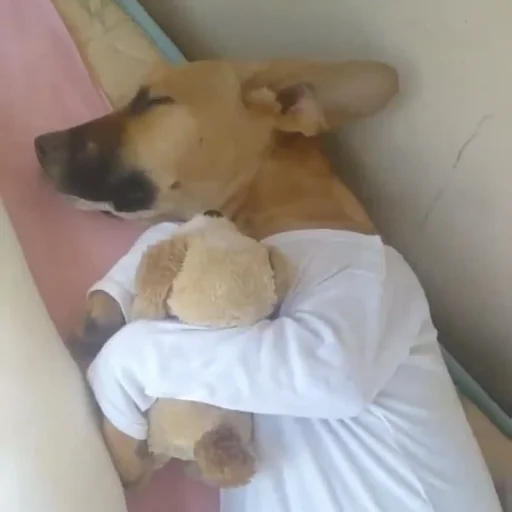🐶 Стикер «telexorros» для Telegram