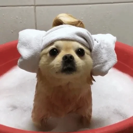 🐶 Стикер «telexorros» для Telegram