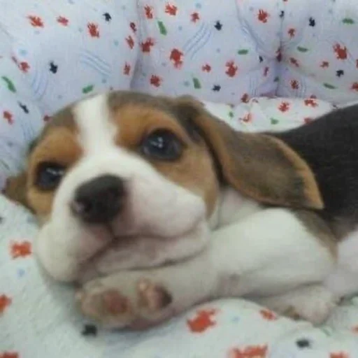 🐶 Стикер «telexorros» для Telegram