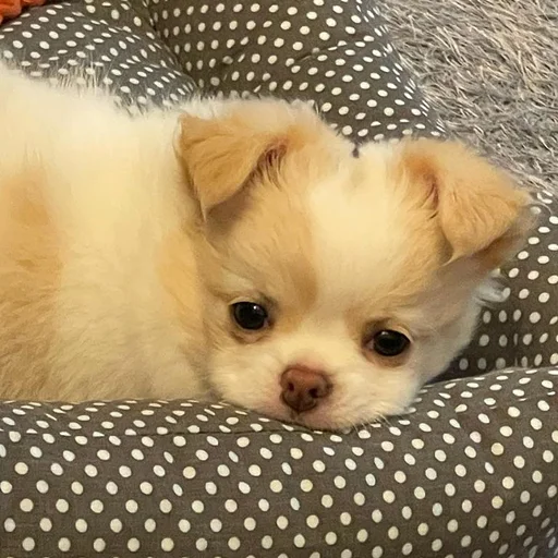 🐶 Стикер «telexorros» для Telegram
