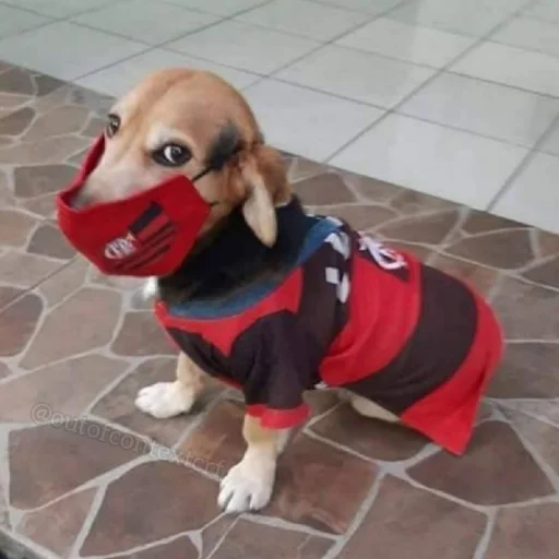 🐶 Стикер «telexorros» для Telegram