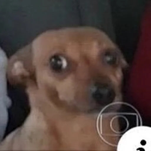 🐶 Стикер «telexorros» для Telegram