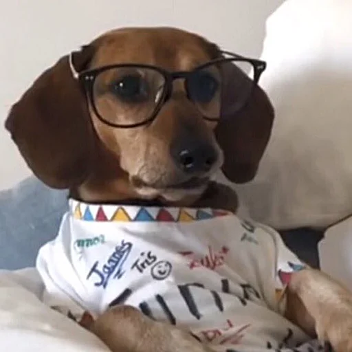 🐶 Стикер «telexorros» для Telegram