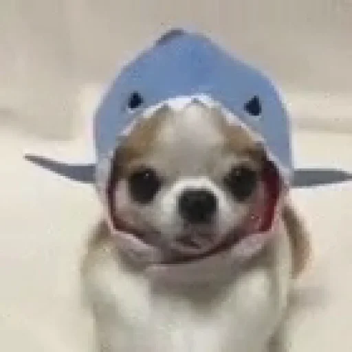 🐶 Стикер «telexorros» для Telegram