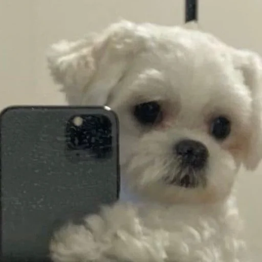🐶 Стикер «telexorros» для Telegram