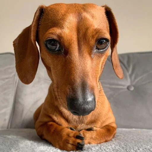 🐩 Стикер «telexorros» для Telegram