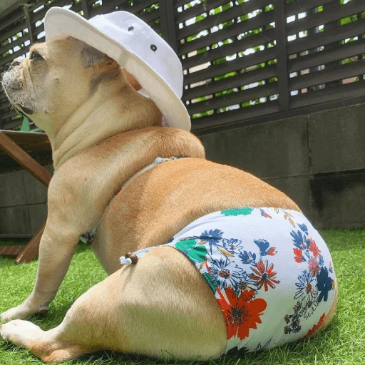 🐶 Стикер «telexorros» для Telegram