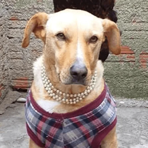 🐶 Стикер «telexorros» для Telegram