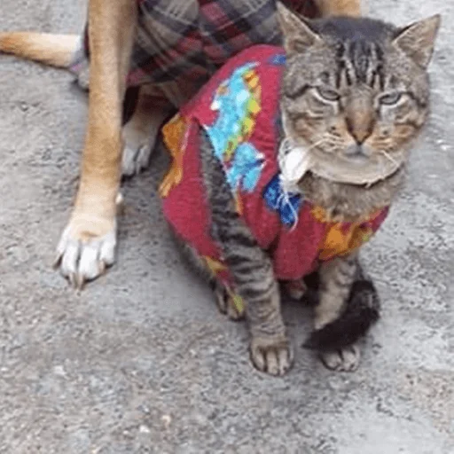 🐶 Стикер «telexorros» для Telegram