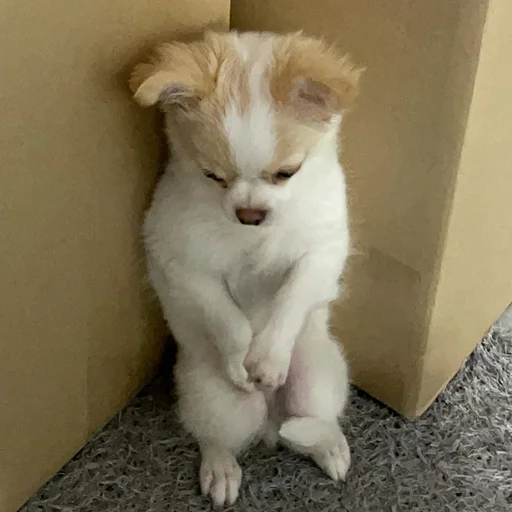 🐶 Стикер «telexorros» для Telegram