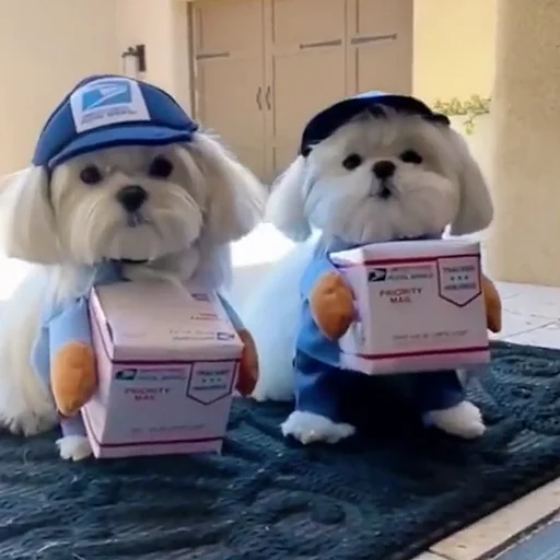 🐶 Стикер «telexorros» для Telegram