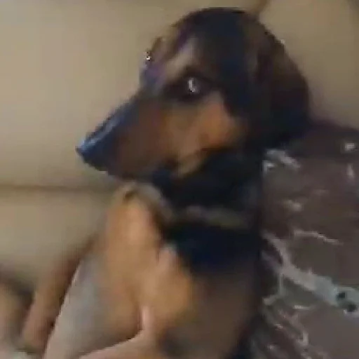 🐶 Стикер «telexorros» для Telegram