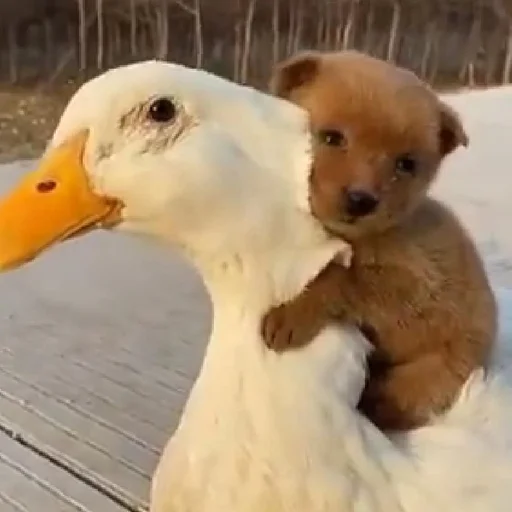 🐶 Стикер «telexorros» для Telegram