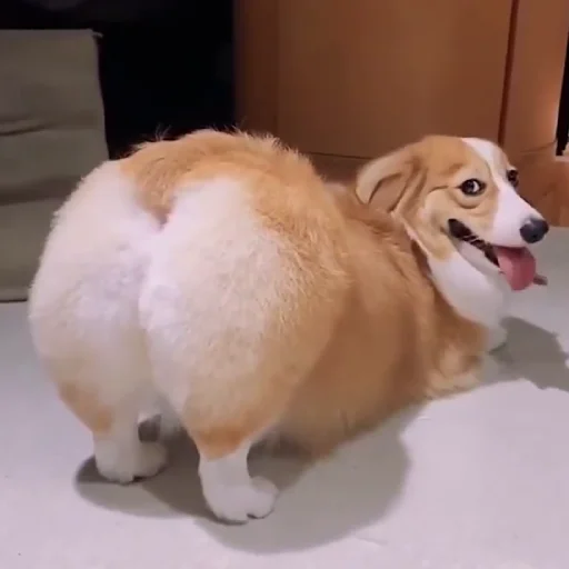 🐕 Стикер «telexorros» для Telegram