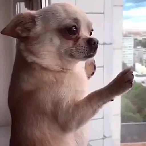 🐕 Стикер «telexorros» для Telegram