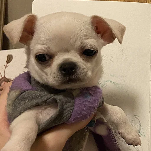 🐶 Стикер «telexorros» для Telegram