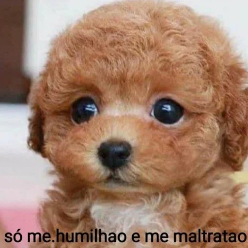 🐶 Стикер «telexorros» для Telegram