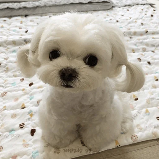 🐶 Стикер «telexorros» для Telegram
