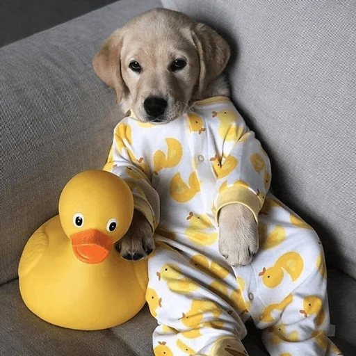 🐶 Стикер «telexorros» для Telegram