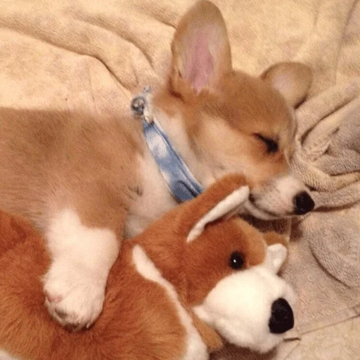 🐶 Стикер «telexorros» для Telegram